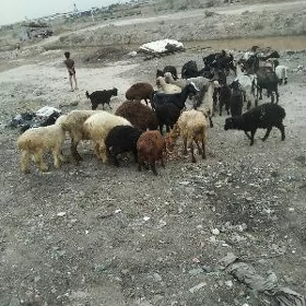 koçlar goyunlar serkeler