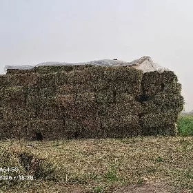 yorunja kip