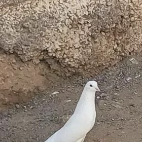 kepderi