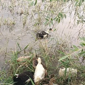 ördek wak wak