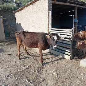 Goleli sygyr