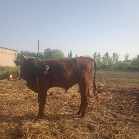 okiz gacar