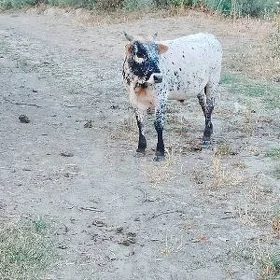 Öküz
