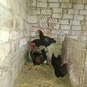 Gıgant towuk ýumurtga