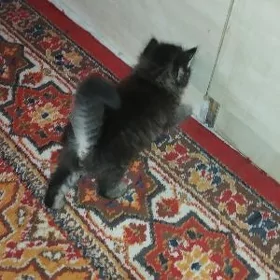 пишик чагасы