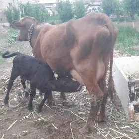 Saglyk sygyr.