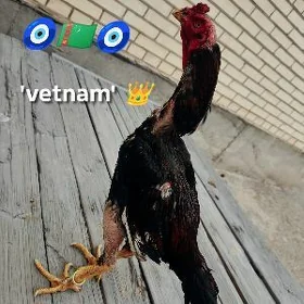 Vetnam