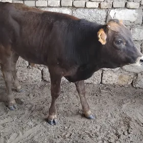 Şwes okúz arassa tohum