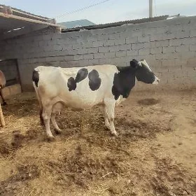 GYBRYT ALA SYGYR