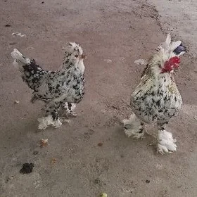 пцицы