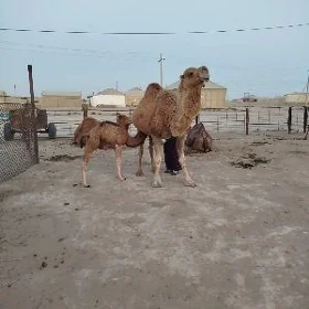 Köşekli düýe