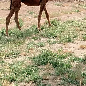 ogşuk