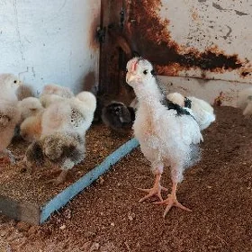 Paroda juyje ve yumurtgada ba