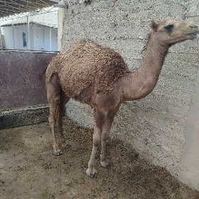 Ogşyk