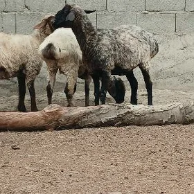 işşek