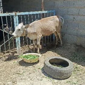 göle