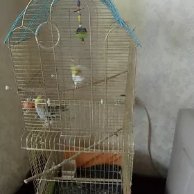 карелы
