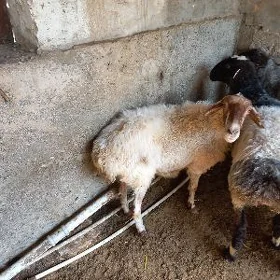 Goýun