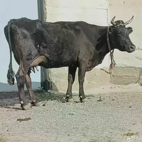 Ala Mallar