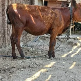 Tüwe
