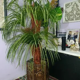 palma plasmas