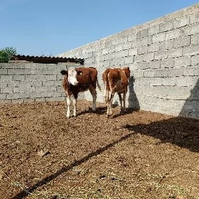 Tuwe simental