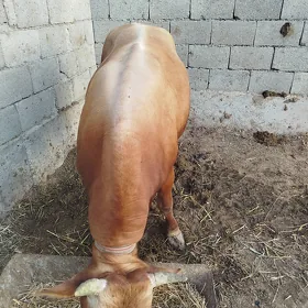 Öküz