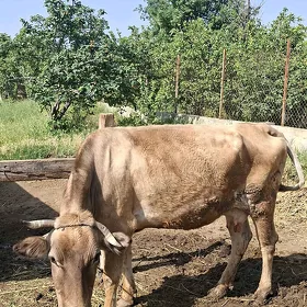 sygyr