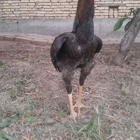 horaz