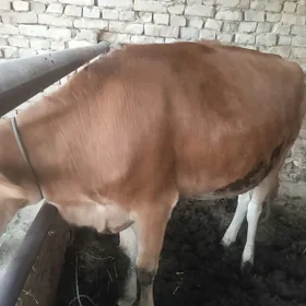 Gysyr inek