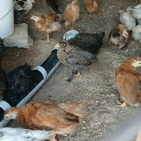 towuk juyje yerli juyje