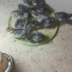 Induk juje Enesi  satilanak