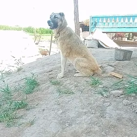 Yolbars