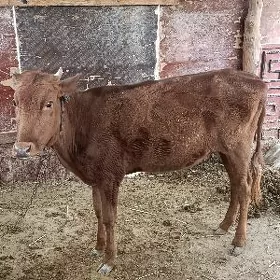 Gulajyn