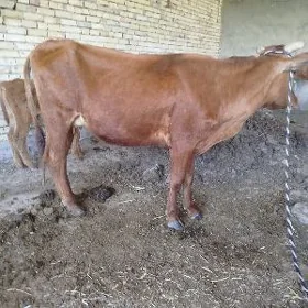 Göleli sygyr
