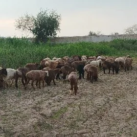 guzylar