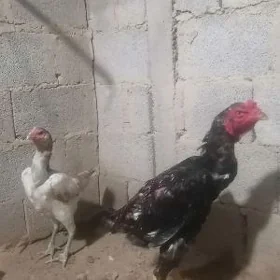 Taşkent horaž mäkii
