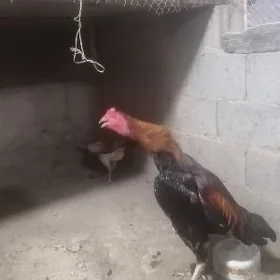 Taşkent horaž