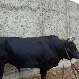 Bakylan Oküz