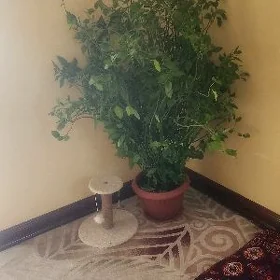 Педилантус