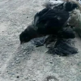 Brama