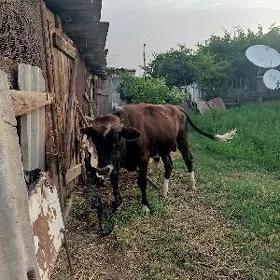 okuz Gibirit