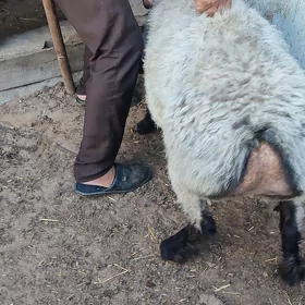 goýun