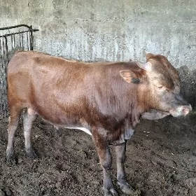 Tohum Öküz
