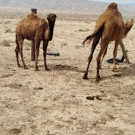 ogsykli duye