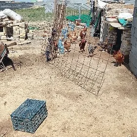 Towuk towuklar