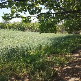 satlyk
