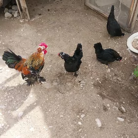 Karlik tawuk