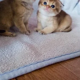 котята