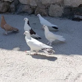 Kepderi